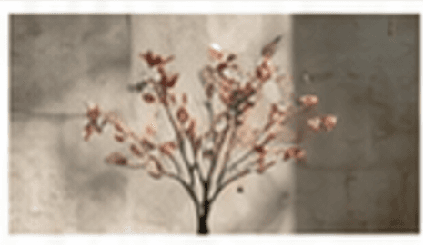 Pale pink blossom on thin branches in front of a raw concrete wall
