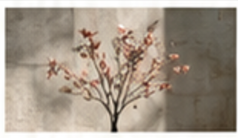 Pale pink blossom on thin branches in front of a raw concrete wall